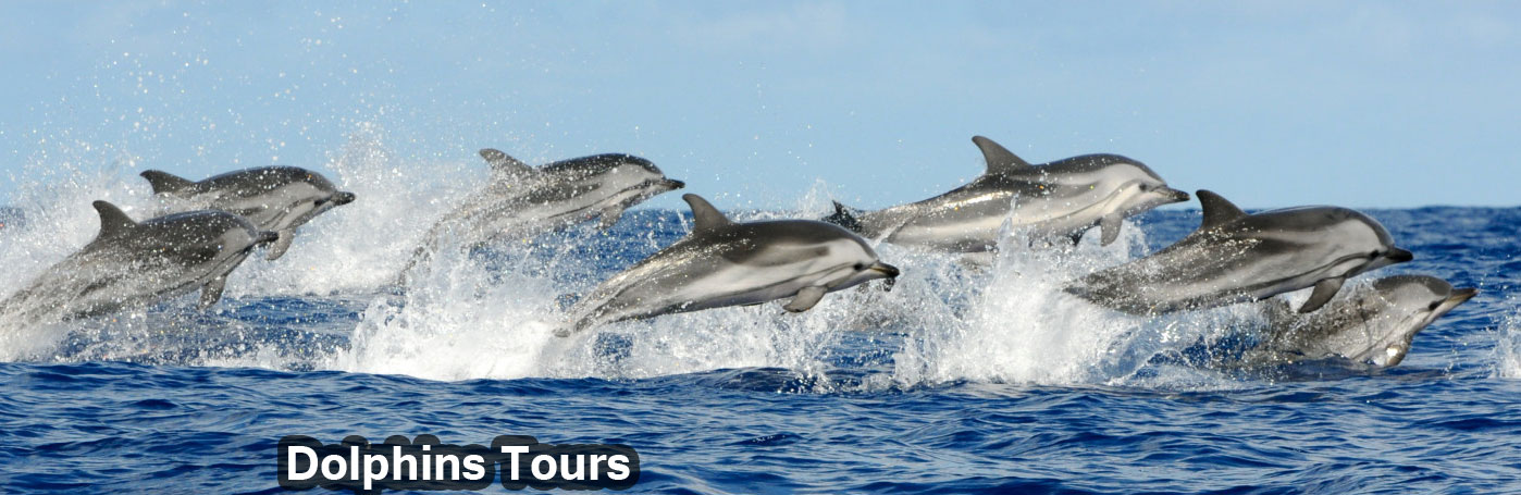 DOLPHINS TOUR