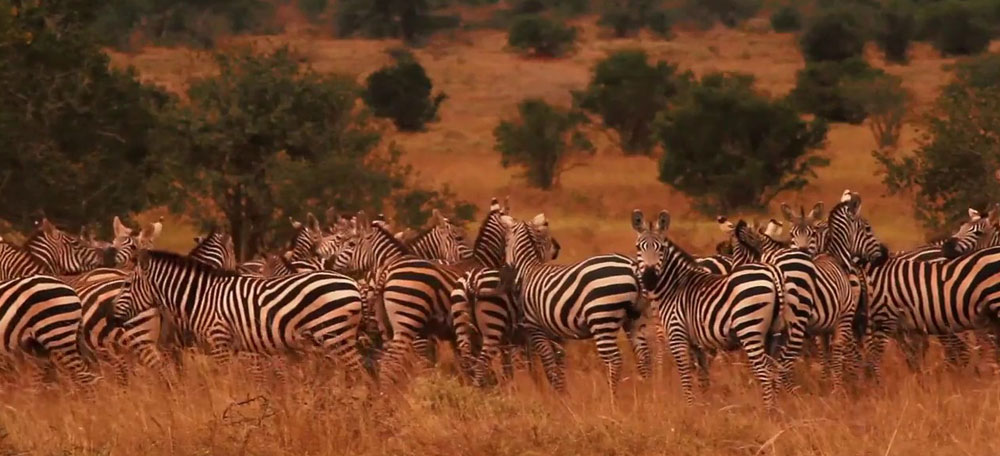 EASTERN CIRCUIT MKOMANZI AND SAADANI NATIONAL PARKS