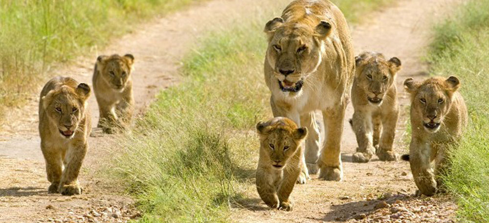 THE NORTHERN SAFARI CIRCUITE MKOMANZI AND SAADANI NATIONAL PARKS