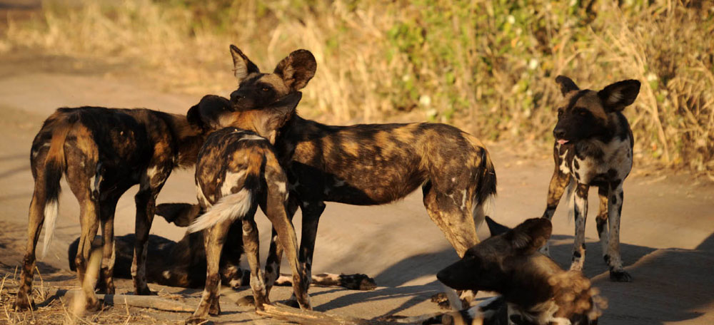 THE NORTHERN SAFARI CIRCUITE MKOMANZI AND SAADANI NATIONAL PARKS