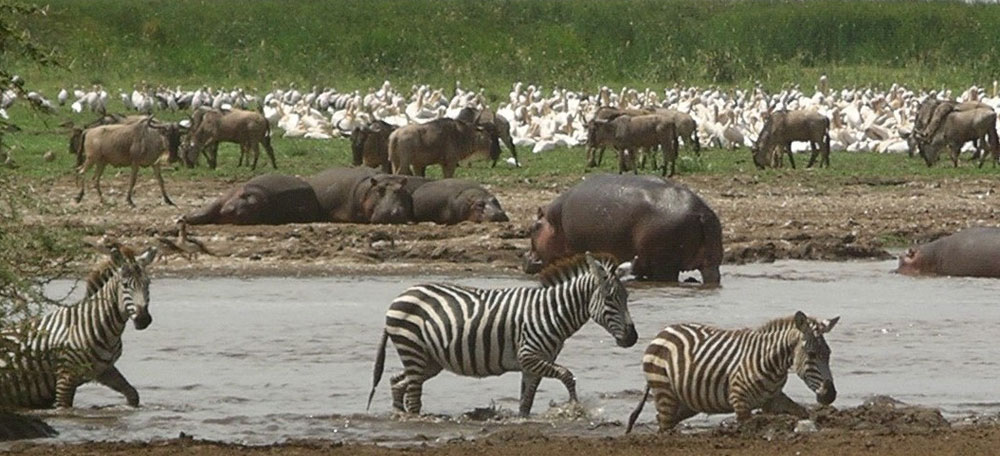 THE NORTHERN SAFARI CIRCUITE MKOMANZI AND SAADANI NATIONAL PARKS